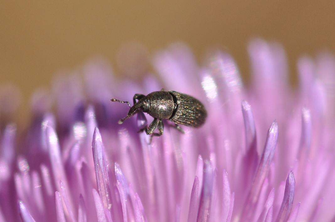 Piccolo curculionidae da ID - Mecinus pyraster